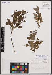 Salix bicolor subsp. basaltica (H. J. Coste) I. V. Belyaeva